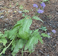 Verbena hastata