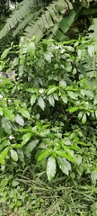 Tabernaemontana pandacaqui