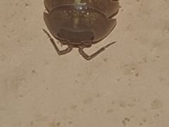 Armadillidium granulatum