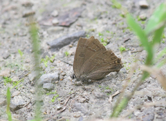Satyrium caryaevorus