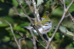 Setophaga pensylvanica