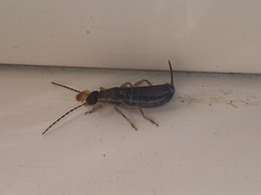 Forficula auricularia