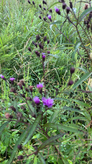 Vernonia noveboracensis
