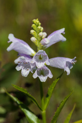 Physostegia virginiana