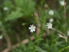Stellaria graminea