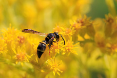 Parancistrocerus perennis