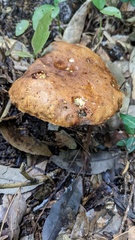 Baorangia pseudocalopus