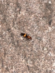Dasymutilla ursus