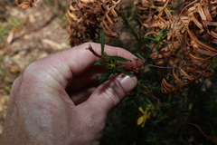 Hibbertia linearis