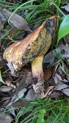 Baorangia pseudocalopus