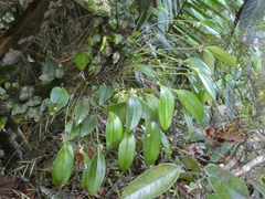 Pleurothallis ruscifolia