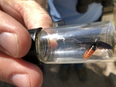 Scolia dubia haematodes