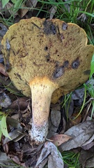 Baorangia pseudocalopus