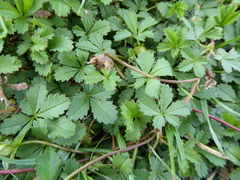 Potentilla reptans