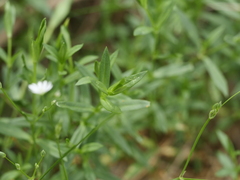 Stellaria graminea