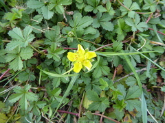 Potentilla reptans