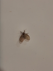 Clogmia albipunctata