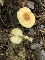 Russula granulata