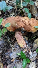 Baorangia pseudocalopus