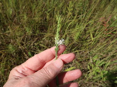 Oenothera glaucifolia