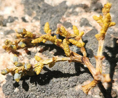 Arceuthobium campylopodum