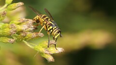 Spilomyia longicornis
