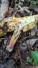 Baorangia pseudocalopus