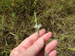 Oenothera glaucifolia