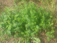 Galium aparine