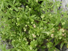 Galium aparine