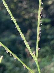 Digitaria ischaemum