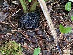 Symplocarpus foetidus