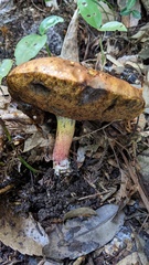 Baorangia pseudocalopus