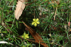 Hibbertia acicularis