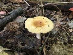 Russula granulata
