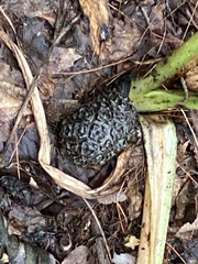 Symplocarpus foetidus