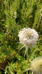 Dipsacus laciniatus