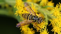 Spilomyia longicornis