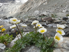 Ranunculus glacialis
