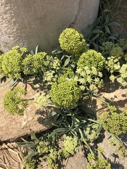 Crithmum maritimum