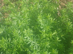 Galium aparine