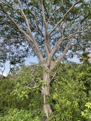 Conzattia multiflora