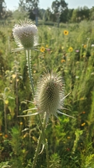Dipsacus laciniatus