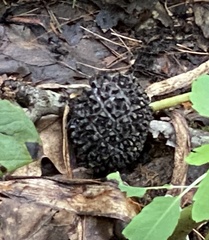 Symplocarpus foetidus