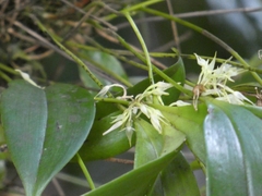 Pleurothallis ruscifolia