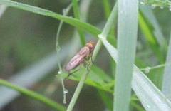 Tetanocera elata