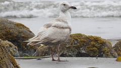 Larus glaucescens