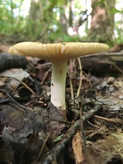 Russula granulata