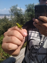 Anacridium aegyptium