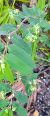 Euphorbia hypericifolia